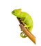 Real Chameleon PNG File