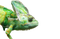 Real Chameleon PNG Free Image