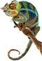 Real Chameleon PNG HD Image