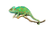 Real Chameleon PNG High Quality Image