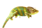 Real Chameleon PNG Pic