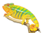 Real Chameleon PNG Picture