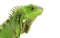 Real Iguana PNG File