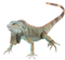 Real Iguana PNG Pic