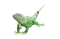 Real Iguana PNG