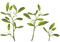 Real Mistletoe PNG Clipart