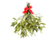 Real Mistletoe PNG Free Download