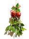 Real Mistletoe Transparent