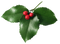 Real Mistletoe