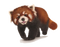 Red Panda PNG HD