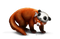 Red Panda PNG Picture