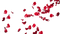 Red Rose Petals PNG Image