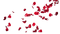 Red Rose Petals PNG Pic