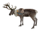 Reindeer Free PNG Image