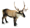 Reindeer PNG Clipart