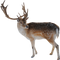 Reindeer PNG File