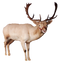 Reindeer PNG Pic