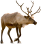 Reindeer PNG Picture