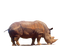 Rhinoceros PNG Clipart