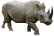 Rhinoceros PNG Image