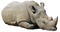 Rhinoceros PNG Picture