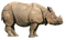 Rhinoceros