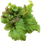 Rhubarb PNG Free Download