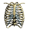 Rib Cage PNG Image