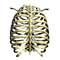 Rib Cage PNG Picture