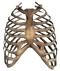 Rib Cage Transparent