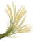 Rice PNG Photo