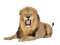 Roar PNG Free Download