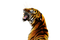 Roar PNG Free Image