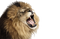 Roar PNG Picture