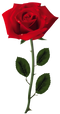 Rose Free Download PNG