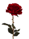 Rose Free PNG Image