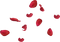 Rose Petals PNG Download Image