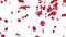 Rose Petals PNG File