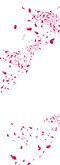 Rose Petals PNG Image