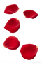 Rose Petals PNG Pic