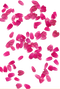 Rose Petals PNG Picture