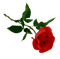 Rose PNG HD