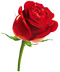 Rose PNG Picture