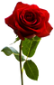 Rose PNG