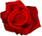 Rose Tattoo Free Download PNG