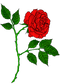 Rose Tattoo Free PNG Image