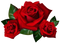 Rose Transparent