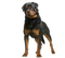 Rottweiler Dog PNG Clipart