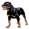 Rottweiler Dog Transparent