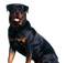 Rottweiler Dog